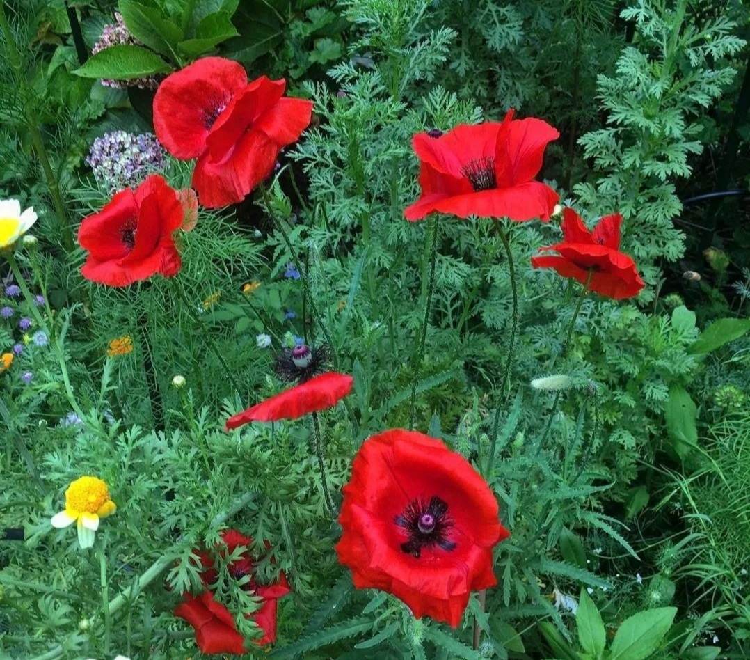 A close-up of bright red poppies surrounded by lush green grass.