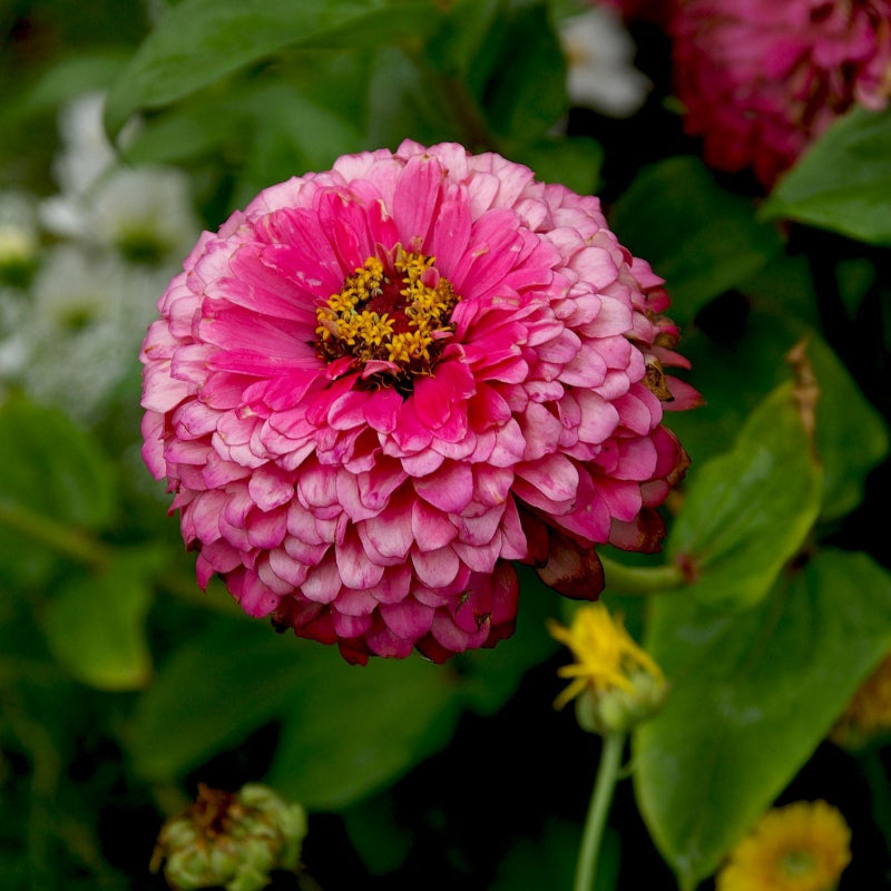 Gardener's Cut Flower Seed Mix
