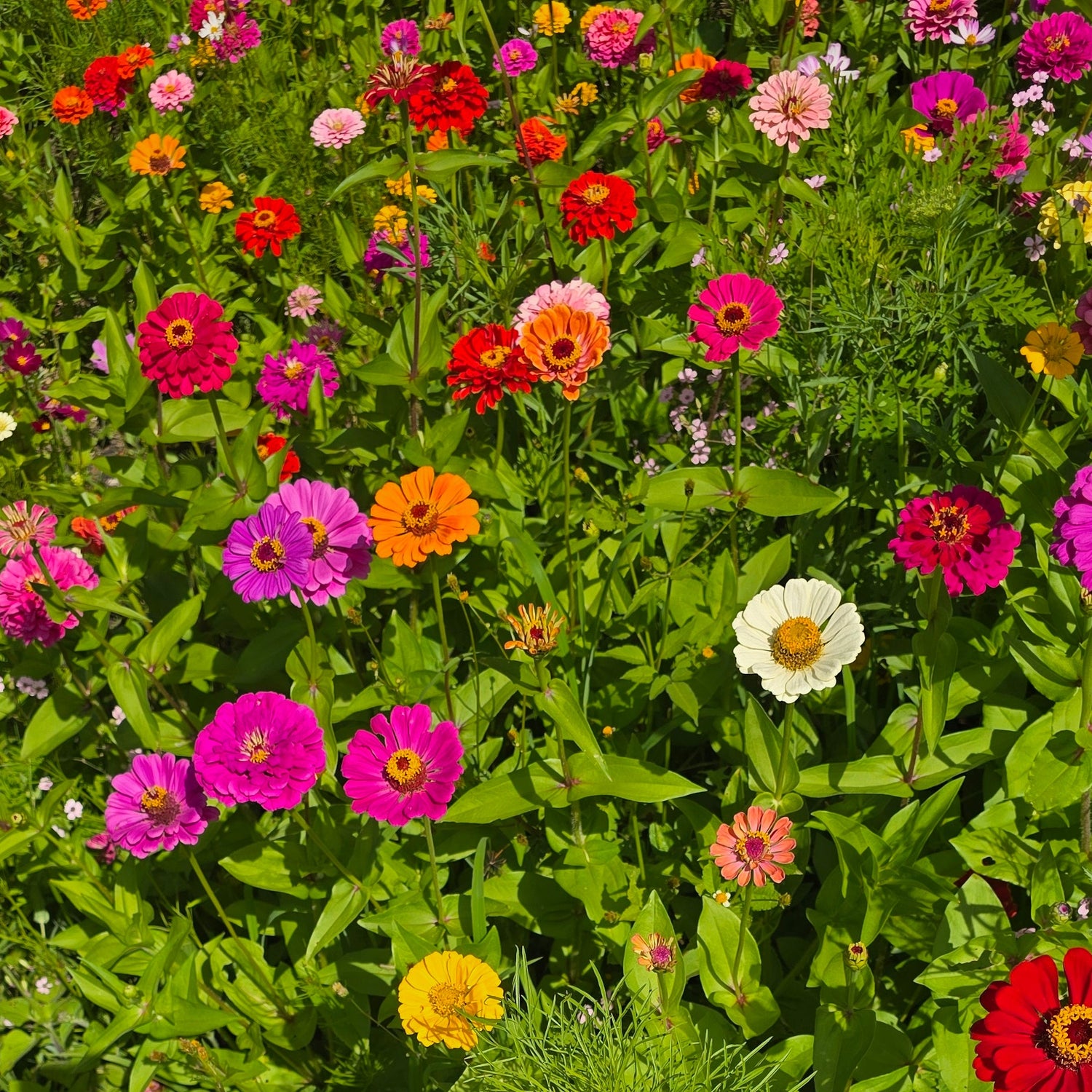 Endless Summer Meadow Wildflower Seed Mix