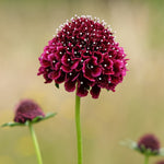 Close up of a deep red scabiosa