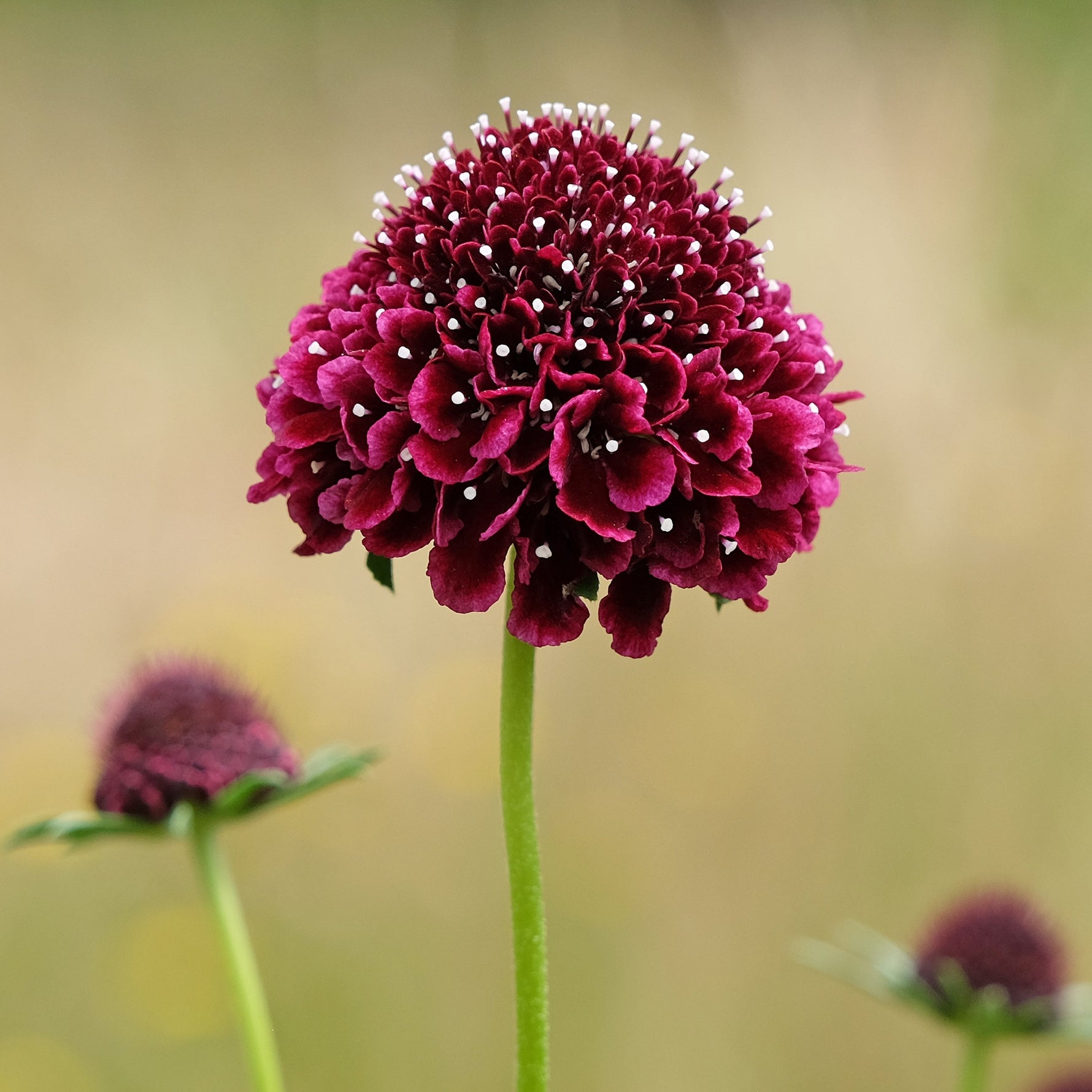 Close up of a deep red scabiosa