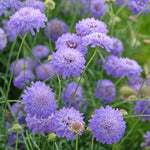 Lavender coloured scabiosa