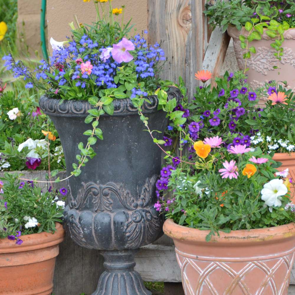 Collection of potted plants with flowers against a wooden wall