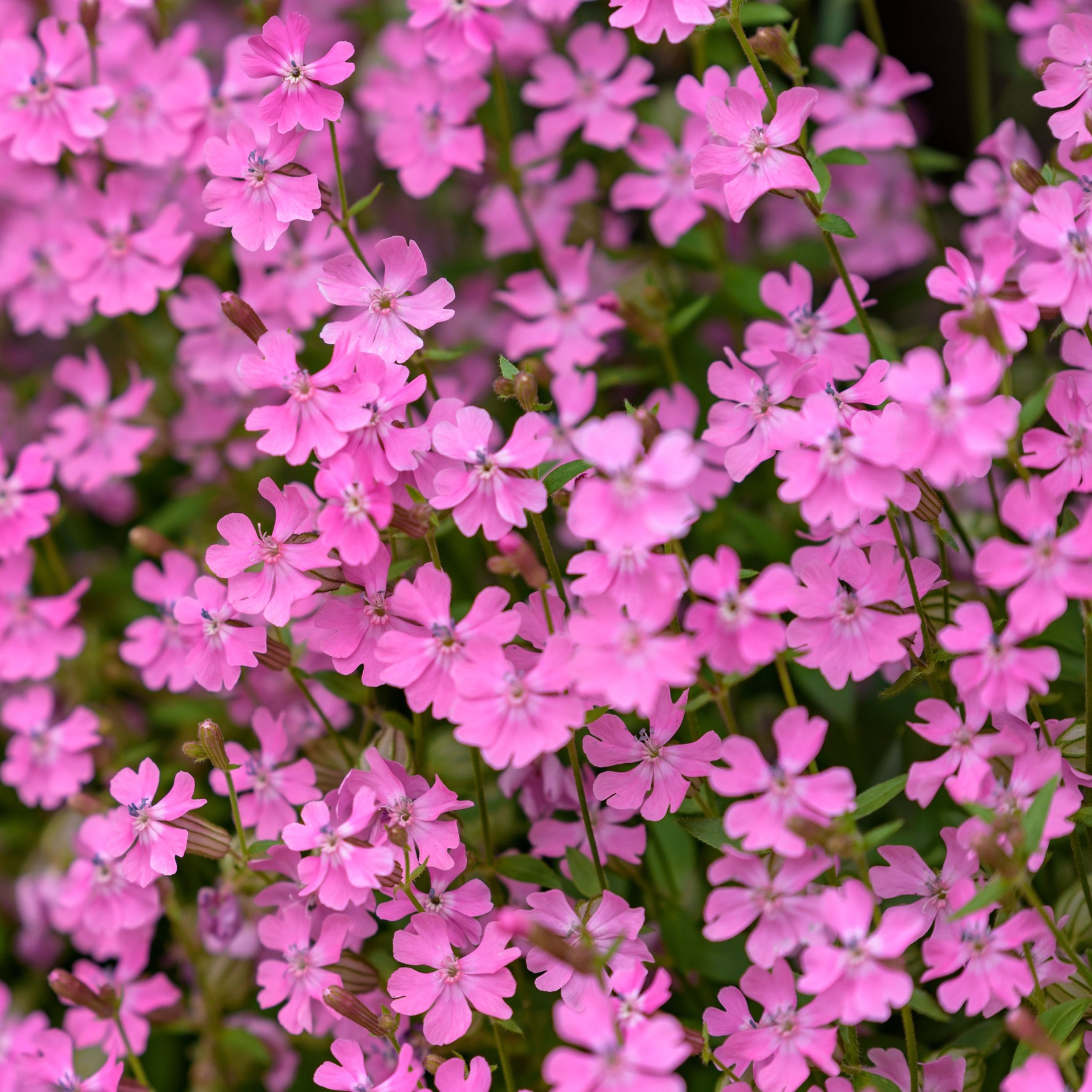 Close-up of pink flowers with a blurred background