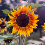 sunflower with a dark centre and rust ring