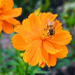 Bright orange wildflower with a bee collecting nectar, part of the Flowers For Bees & Company Wildflower Seeds mix, ideal for eco-friendly gardens.