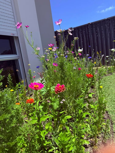 summercutflowers - WA.jpg__PID:5ceaa53f-fe07-4005-be39-7ea3db74a4db