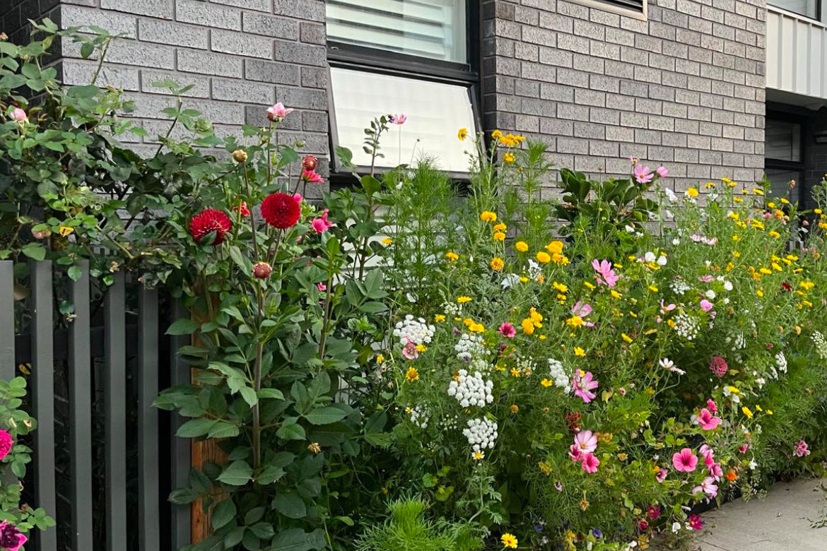 A lush flower meadow-style hedge growing along the side of a house, filled with colourful wildflowers and greenery.