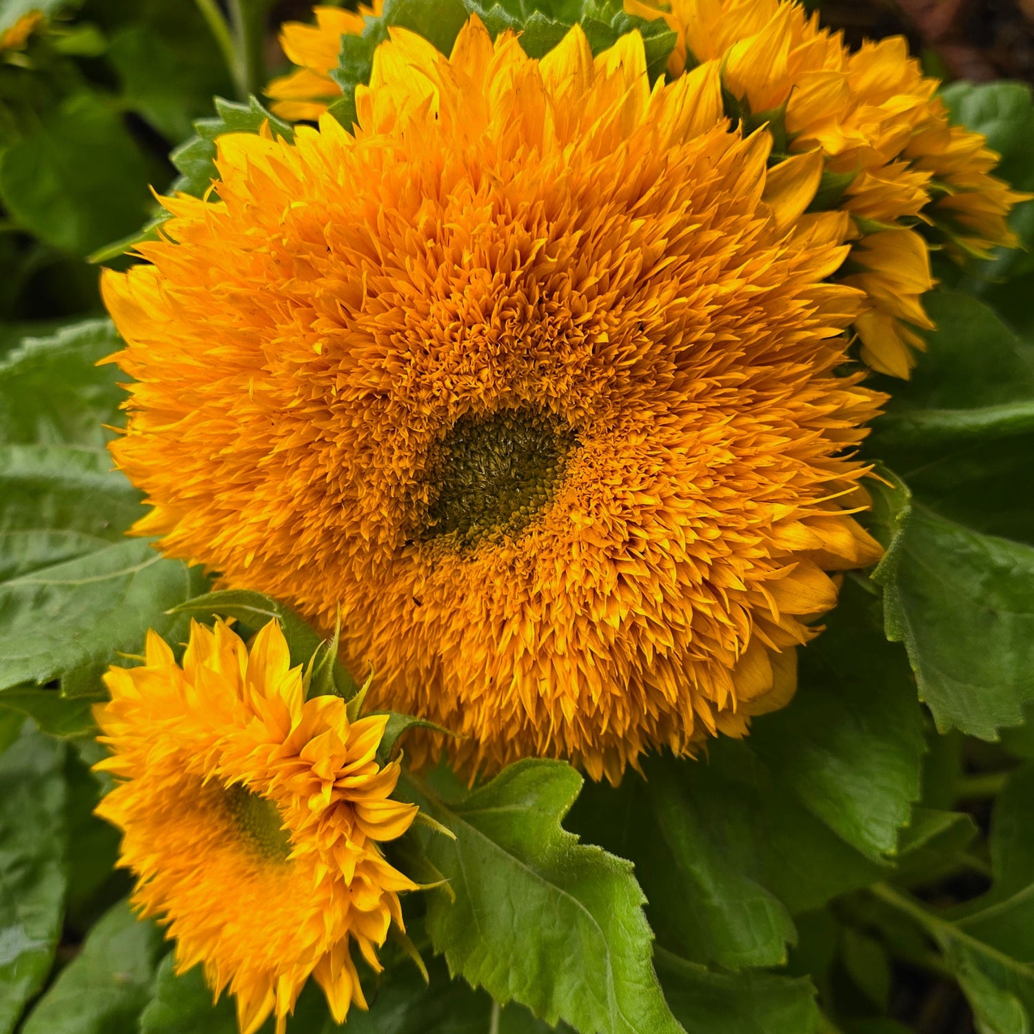 Sunflower Teddy Bear Flower Seeds