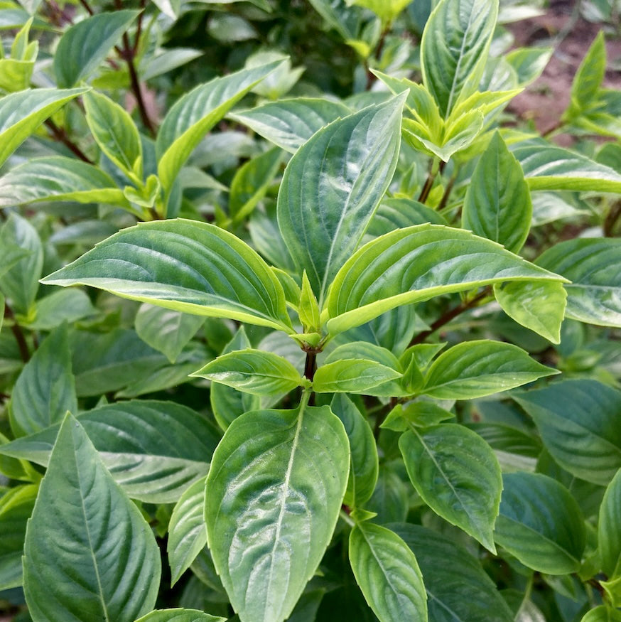 Large Sweet Basil Herb Seeds