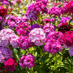 Bouquet of pink, purple, and red flowers with green leaves.