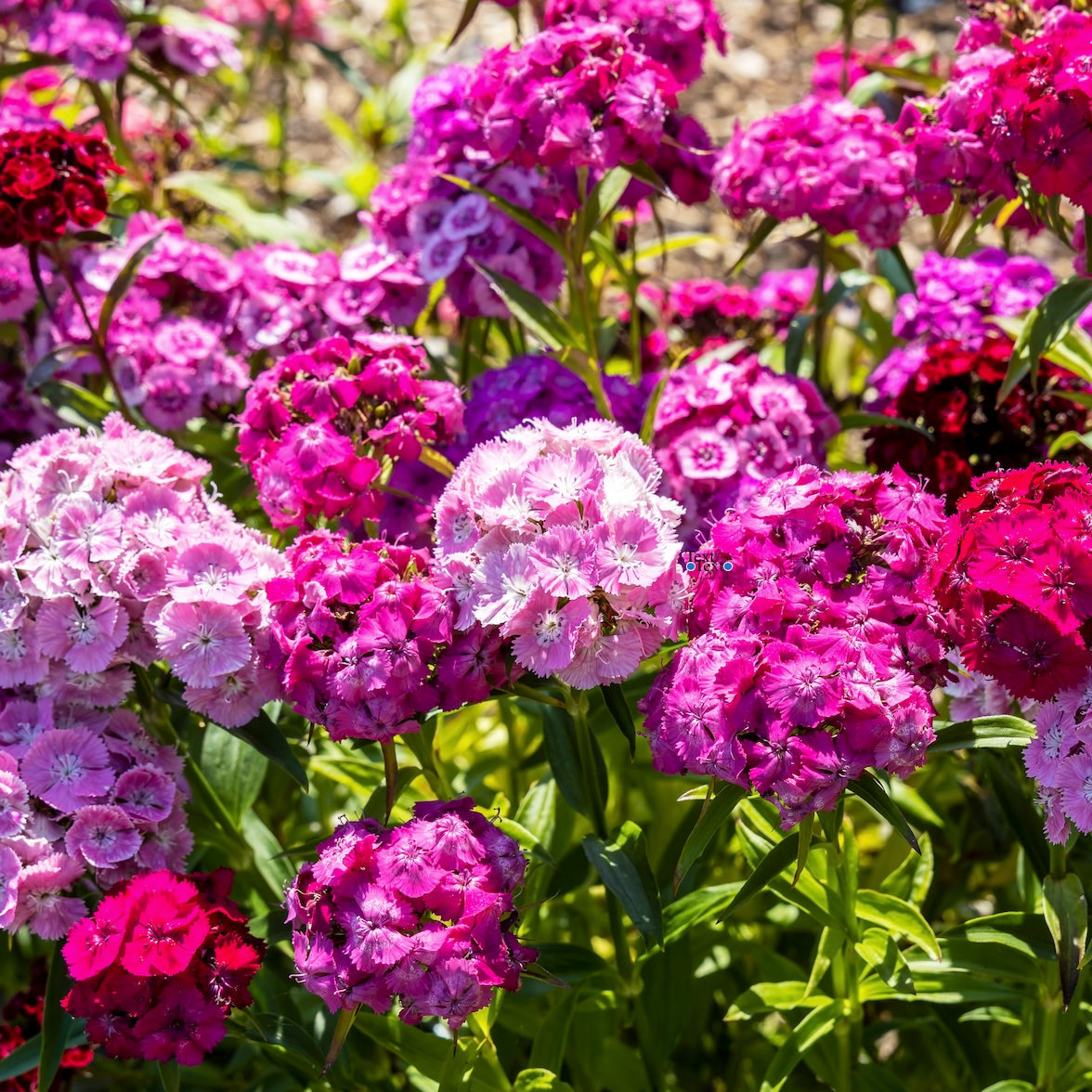 Bouquet of pink, purple, and red flowers with green leaves.