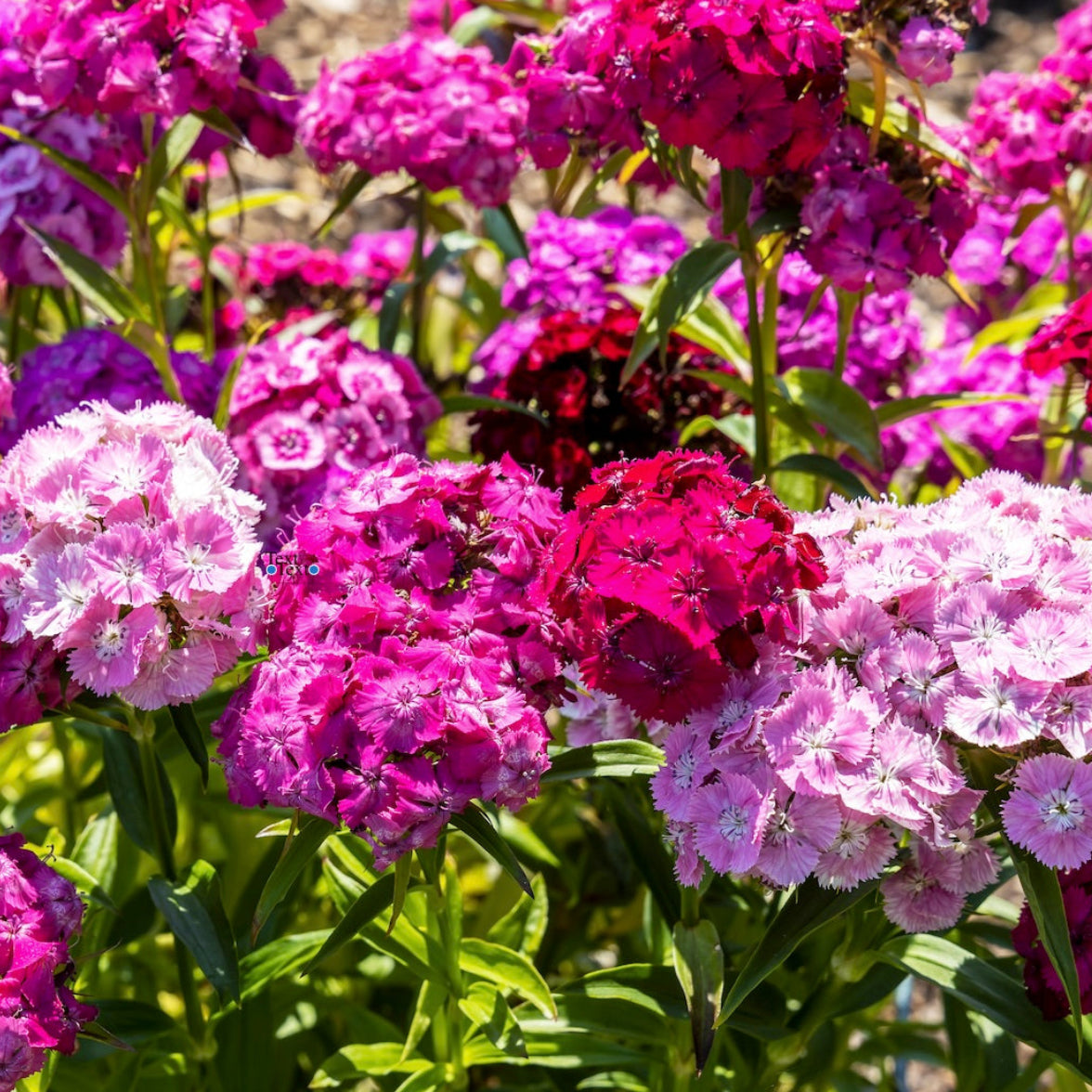 Bouquet of pink, purple, and red flowers with green leaves.
