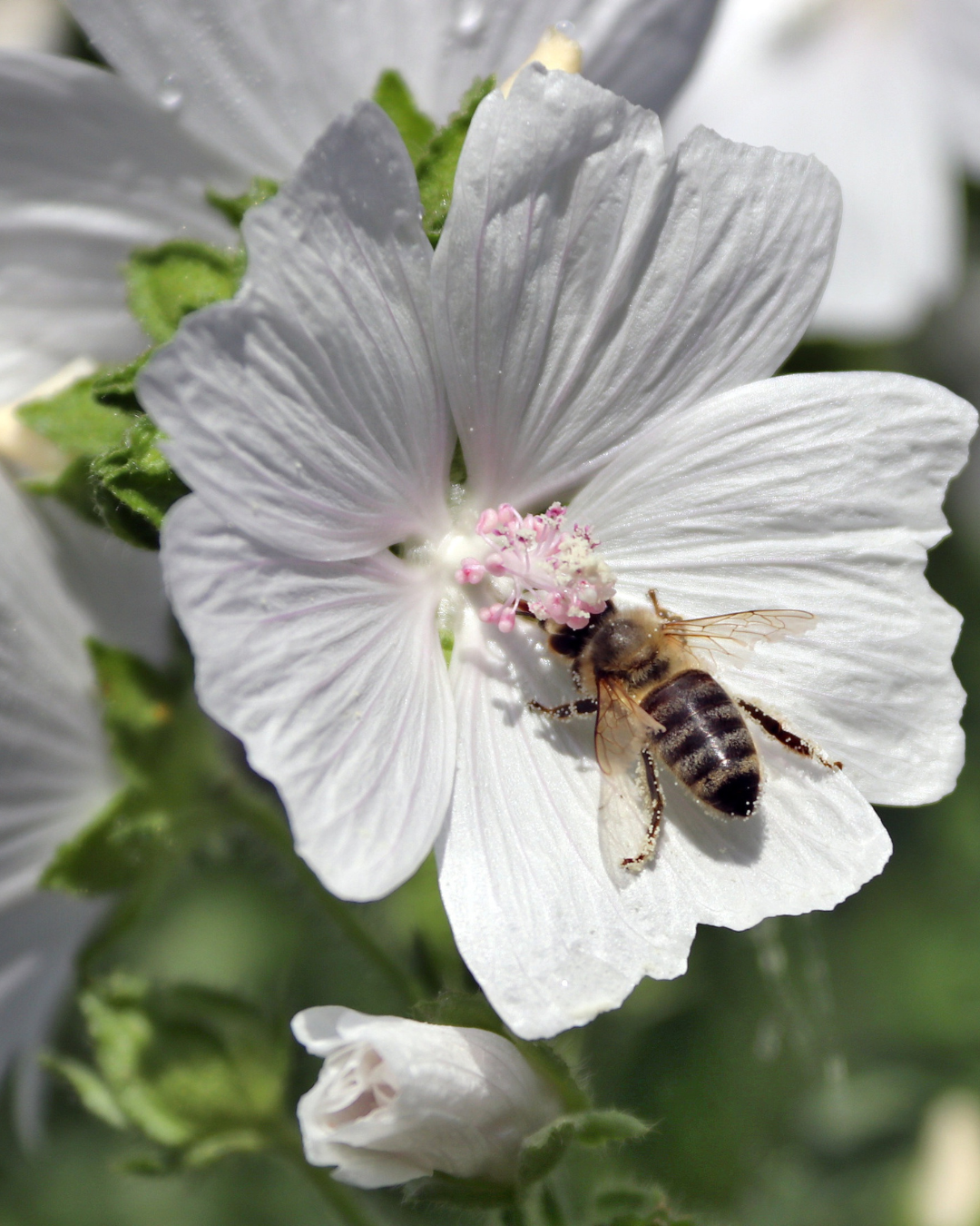 White flower with a bee on it, surrounded by more flowers.