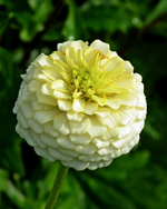 Close-up of a white flower with a blurred green background