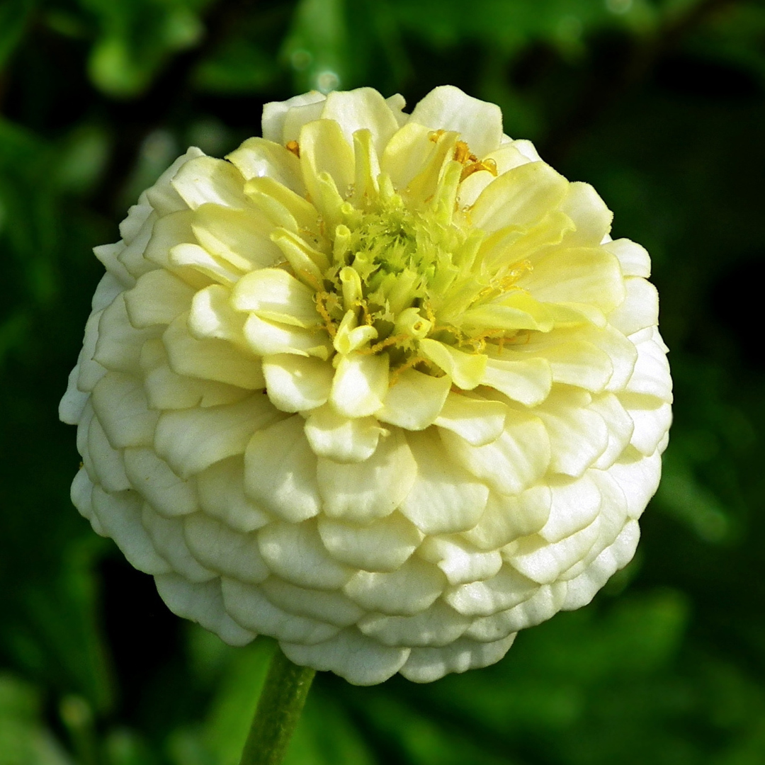 Close-up of a white zinnia flower with a blurred green background