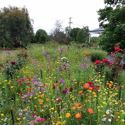 Amazing All-Round Mix Wildflower Seeds blooming in a vibrant garden with poppies, cornflowers, yarrow, and coneflowers in various colours.