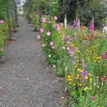 A lush green garden featuring a pathway with arches, lined by a vibrant assortment of vivid wildflowers in shades of pink, purple, orange, and yellow