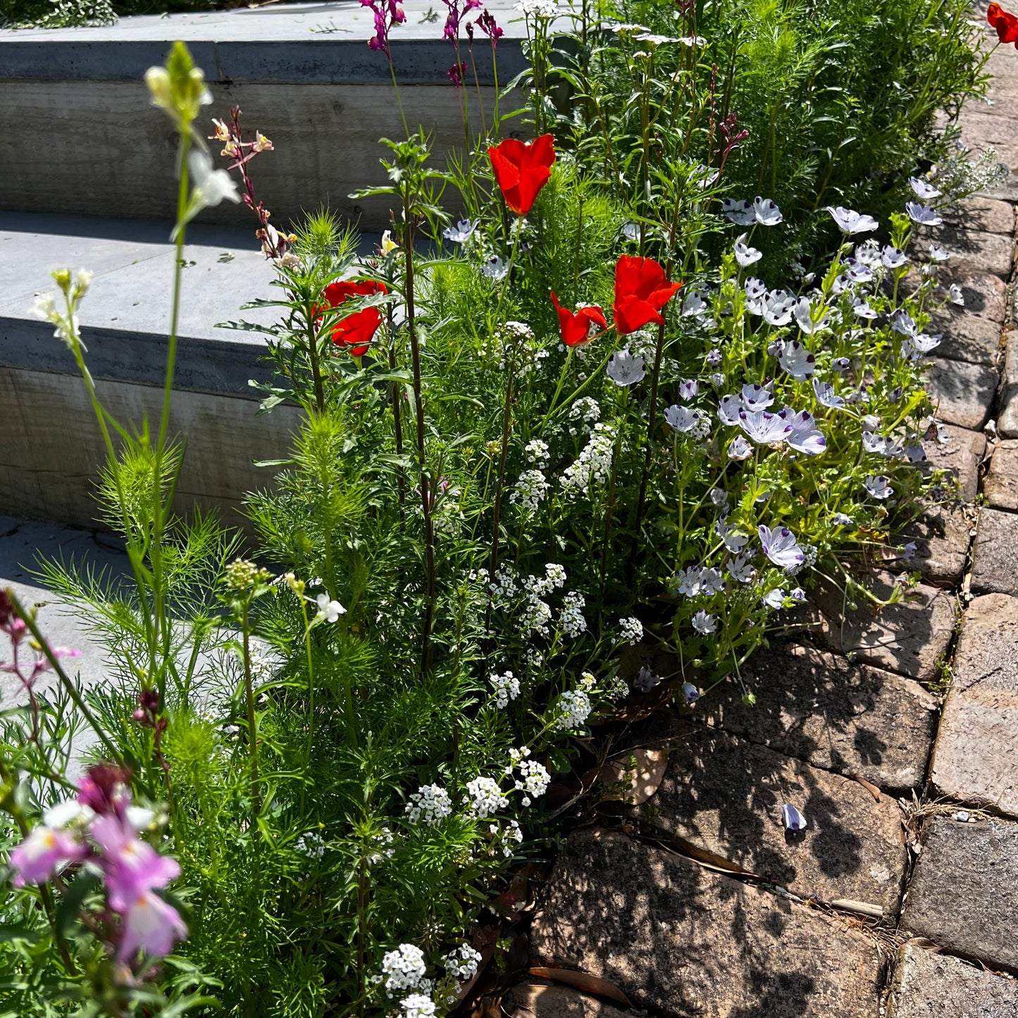 A close-up view of wildflowers planted alongside some steps surrounded by lush green grass.