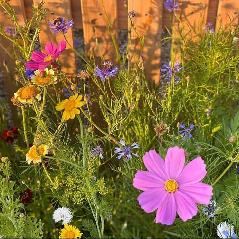 A close up of pink cosmos and blue cornflowers.