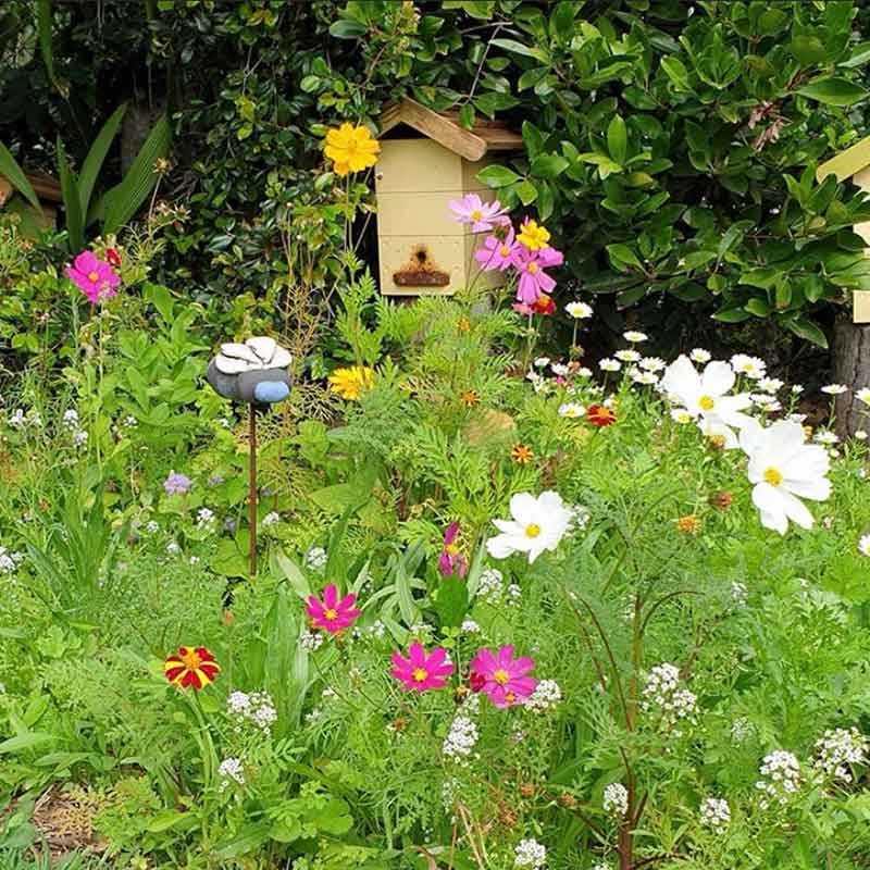 A bee hive surrounded by beautiful meadow flowers including white cosmos and sweet alysums.