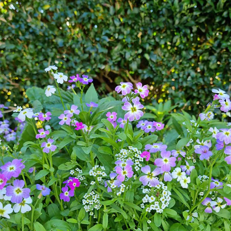 Small purple and white wild flowers in full bloom