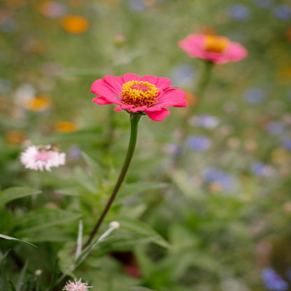 Gardener's Cut Flower