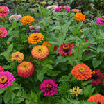 Colourful large dahlia-flowered zinnias