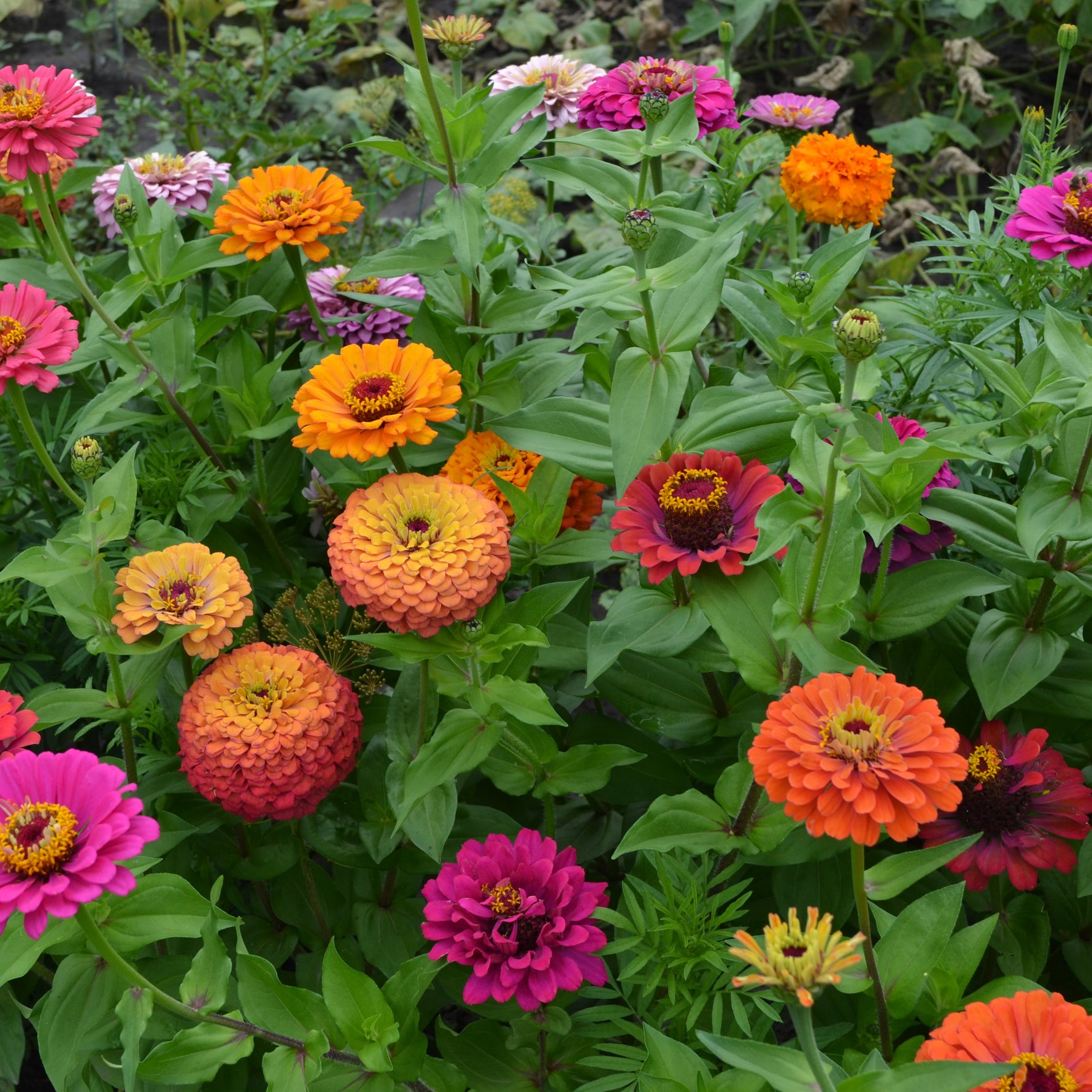 Colourful large dahlia-flowered zinnias