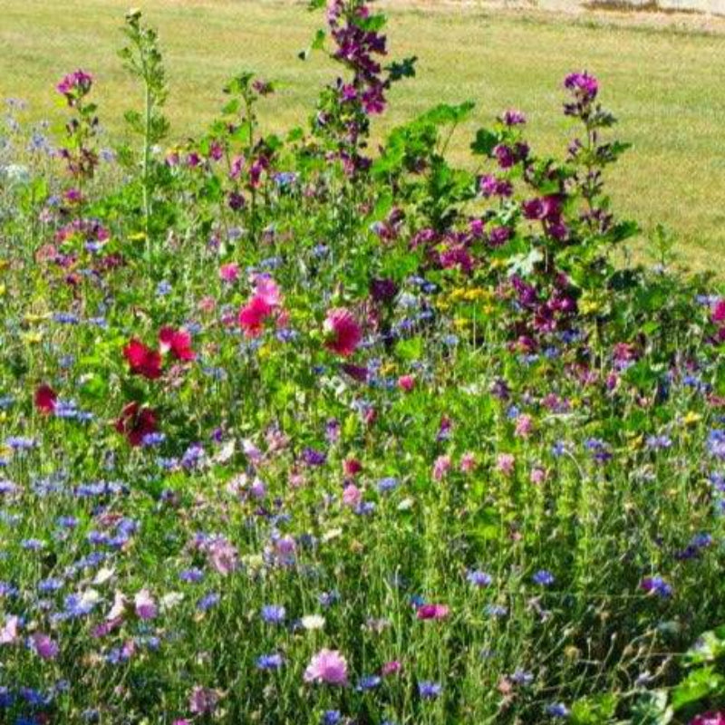 A close-up view of a cluster of wildflowers in full bloom. The flowers are of various colours and shapes, with delicate petals and intricate details.