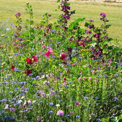 A close-up view of a cluster of wildflowers in full bloom. The flowers are of various colours and shapes, with delicate petals and intricate details.