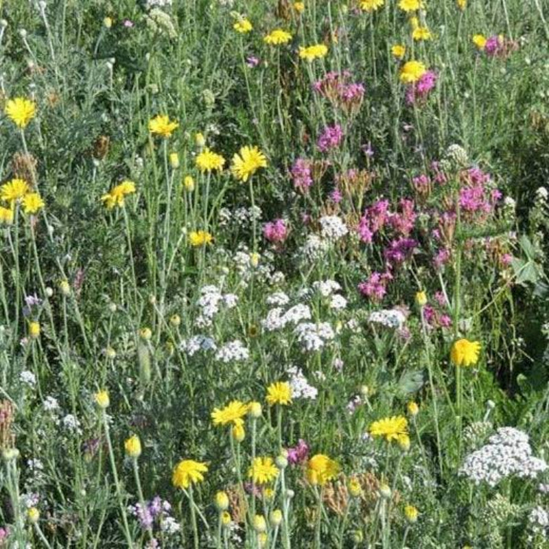 Close up of bright yellow, pink and white flowers in full bloom.