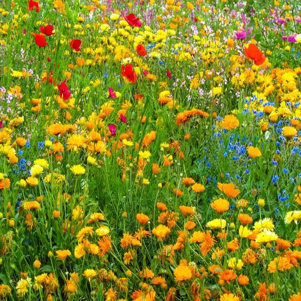 A close-up view of a cluster of bright yellow, orange, blue and red wildflowers in full bloom.