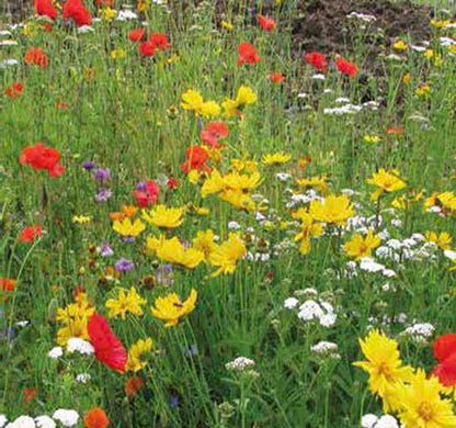 A close-up view of a cluster of wildflowers in full bloom.