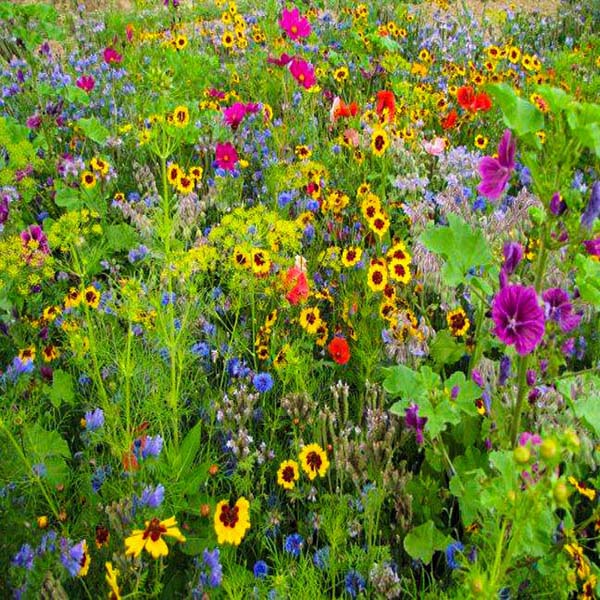 A close-up view of a cluster of vibrant and colourful wildflowers in full bloom.