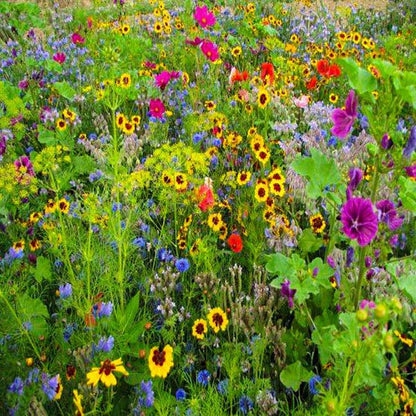 Honey Bee & Butterfly Seed Mix with vibrant wildflowers in yellow, red, purple, and blue, ideal for attracting pollinators in Australian gardens.