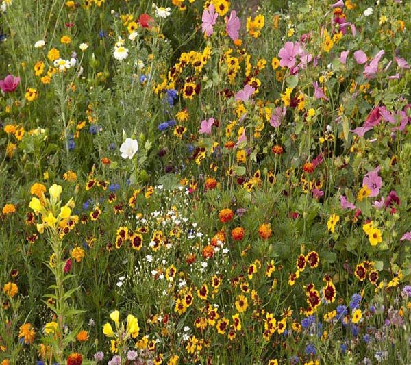 A close-up view of a cluster of yellow, white, and pink wildflowers in full bloom. 