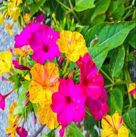 A close-up view of a bouquet of yellow and pink wildflowers in full bloom.