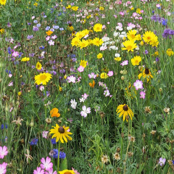 Close up of bright yellow, pink, blue and white wild flowers in full bloom in a grassy garden