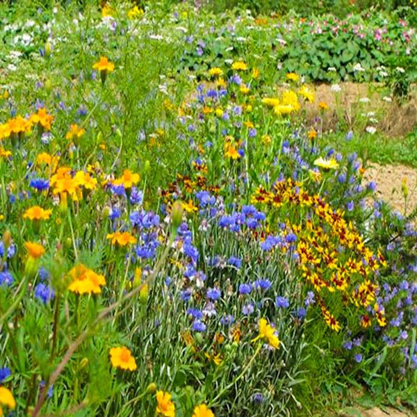 Insect attracting yellow and purple wildflowers, surrounded by vibrant green grass