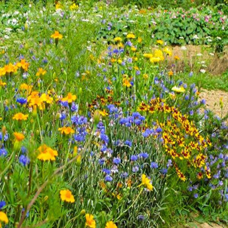 Beneficial Insect Wildflower Seeds Meadow Flowers Australia