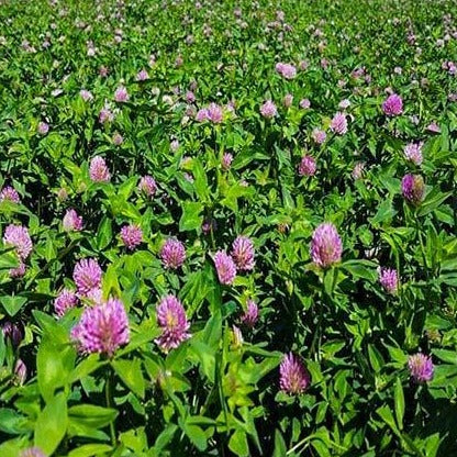 Beneficial Insect Wildflower Seed Mix featuring vibrant pink clover blooms in a lush green meadow. Ideal for attracting pollinators and enhancing ecosystems.