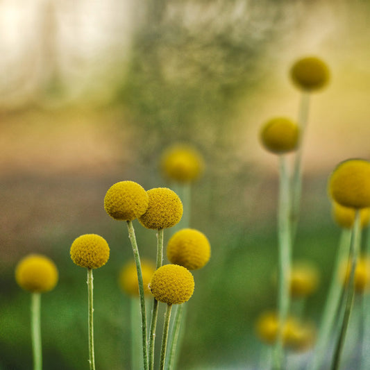 Close-up of vivid yellow billy buttons wildflowers
