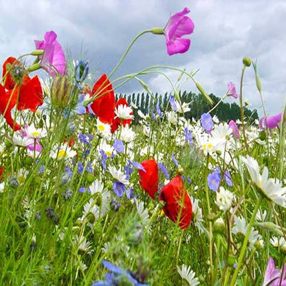 Close up of bright orange, red, purple, pink and yellow wild flowers in full bloom in a grassy garden