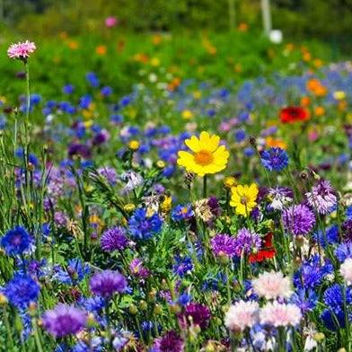 Close up of bright orange, red, purple, pink and yellow wild flowers in full bloom in a grassy garden