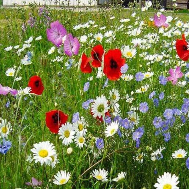 cottage garden seeds australia Flowers For Country Gardens Wildflower Seed Mix