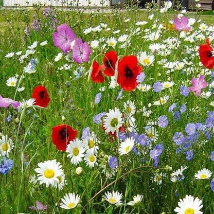 Flowers For Country Gardens Wildflower Seed Mix featuring vibrant red poppies, white daisies, and purple blooms in a lush meadow setting. Perfect for creating a rustic cottage-style garden with Meadow Flowers Australia.