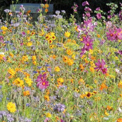 Close up of bright orange, pink and yellow flowers in full bloom