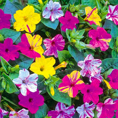 Close up of bright pink and yellow flowers in full bloom