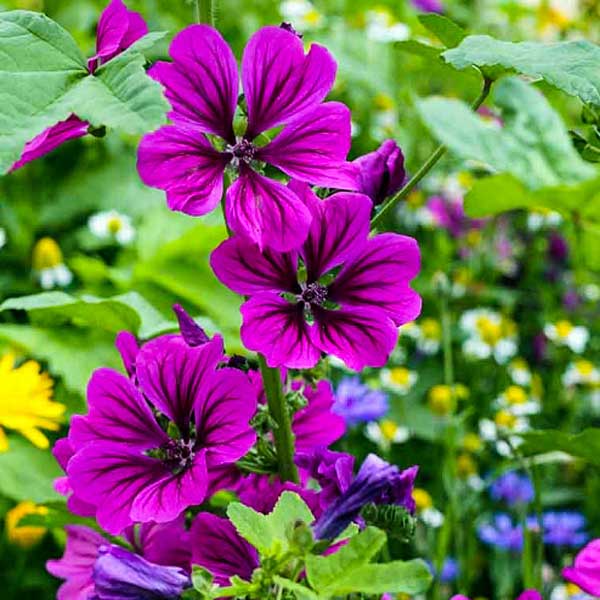 Close up of bright purple flowers in full bloom